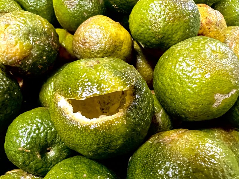 TÚI TRÀ QUÝT CỔ 100G