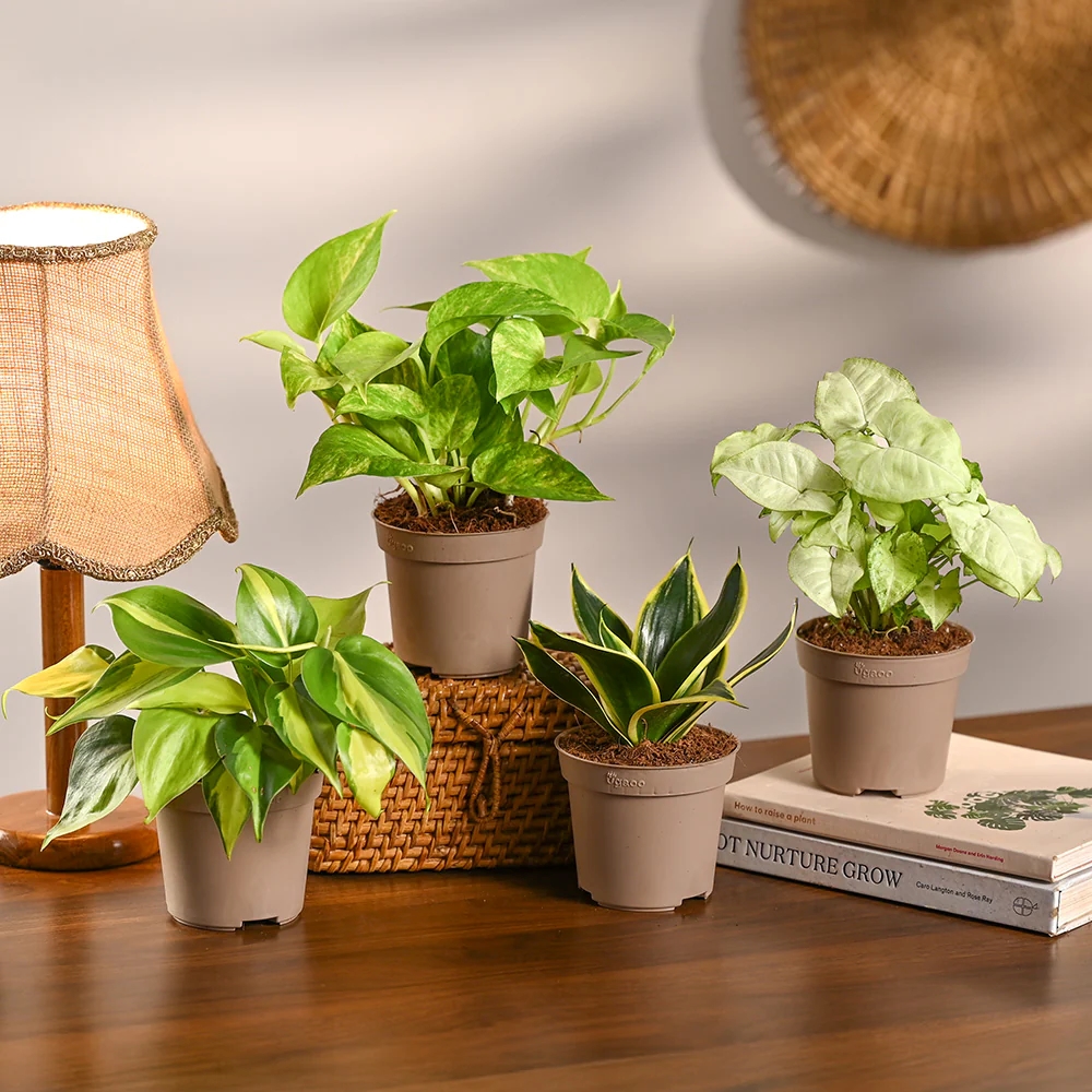 9 Loại cây lọc không khí trong nhà tốt cho sức khỏe
