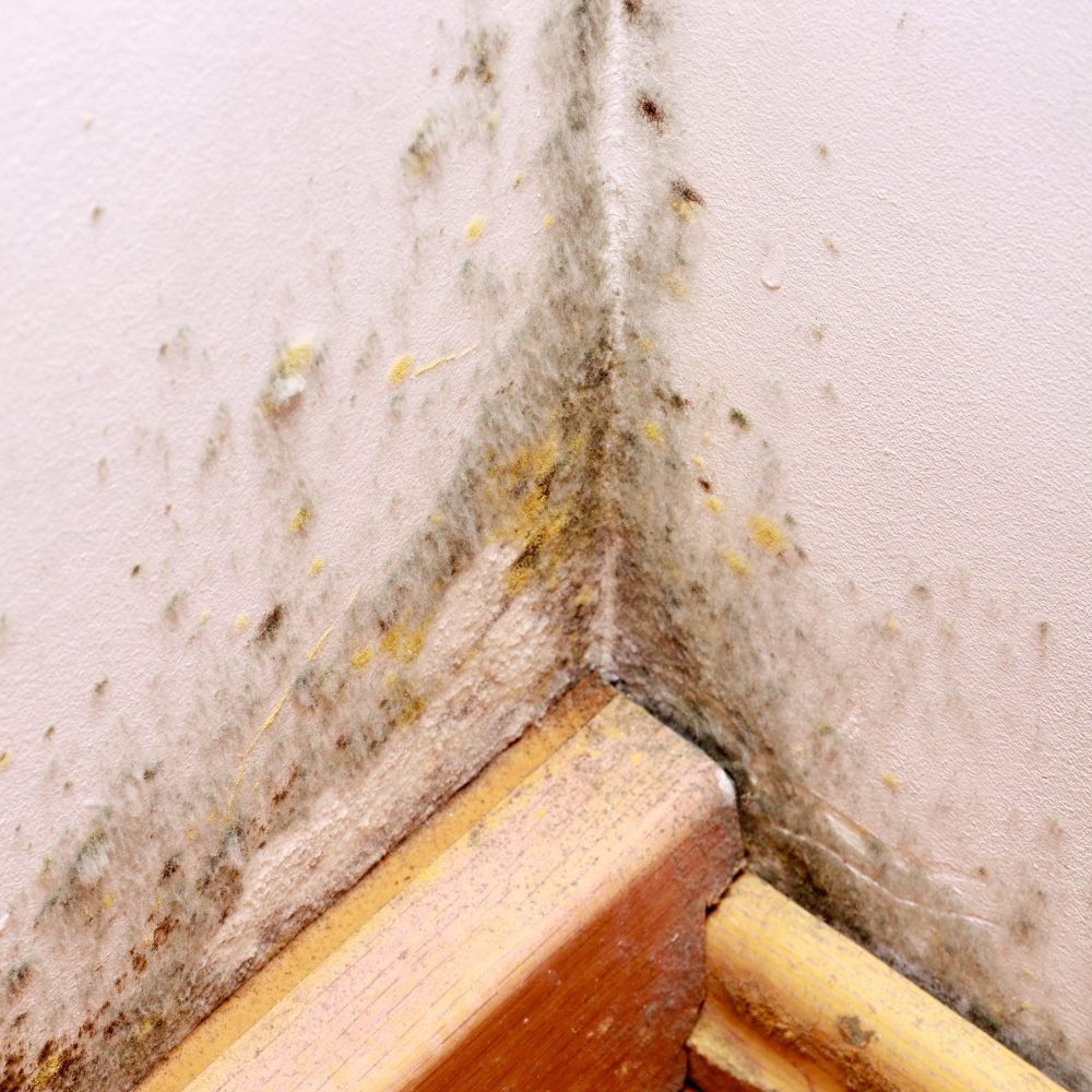 Phòng bị ẩm mốc: Nguyên nhân và cách xử lý hiệu quả