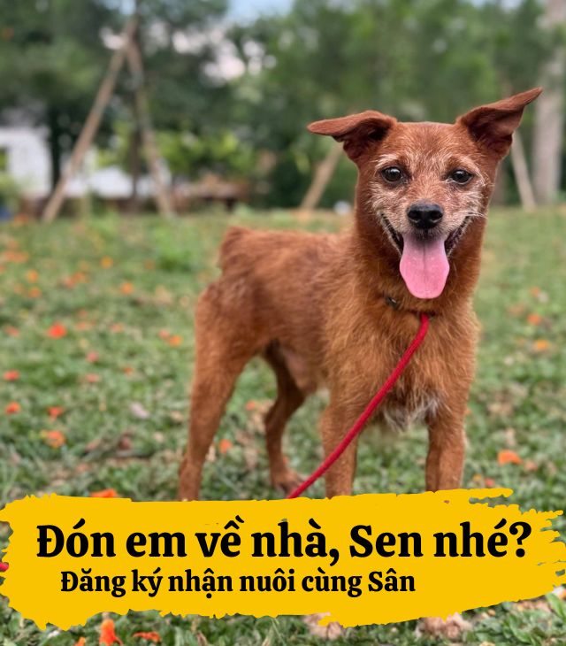 Nhận nuôi cùng Sân nhà nhiều chó