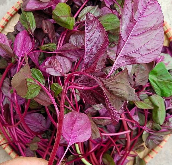 Rau Dền Đỏ: Thực Phẩm Dân Dã Giúp Bổ Máu Và Tăng Sức Đề Kháng