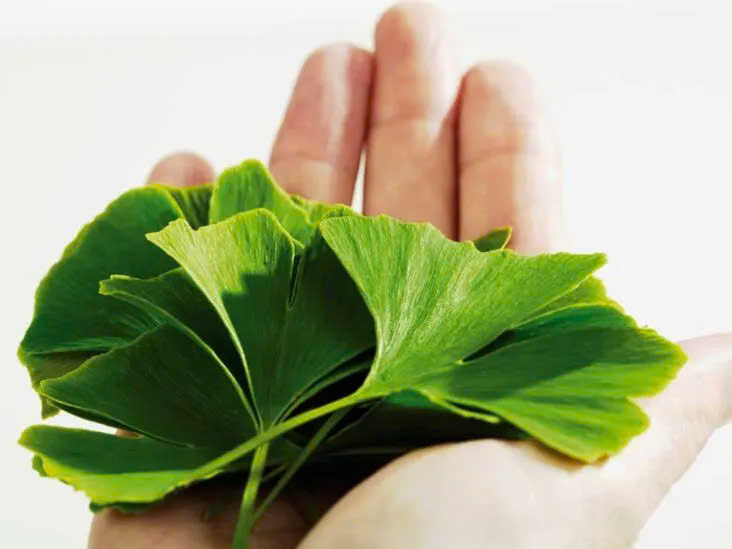 Sử dụng bổ não Ginkgo Biloba 2000 như thế nào hiệu quả nhất?