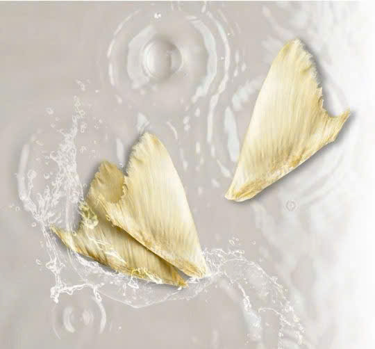 Sụn vi cá mập: Giải pháp hỗ trợ xương khớp