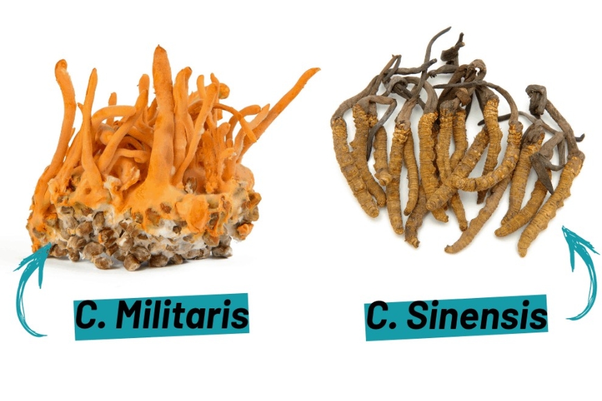 Các Thành Phần – Dược chất quý có trong Đông Trùng Hạ Thảo
