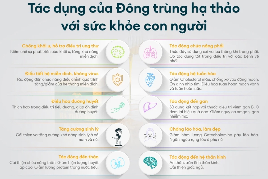 +25 tác dụng của đông trùng hạ thảo bạn nên biết