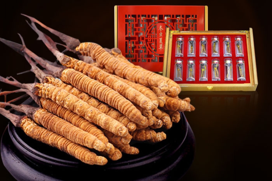 Đông Trùng Hạ Thảo (Trùng Thảo) – Những cây thuốc và vị thuốc Việt nam