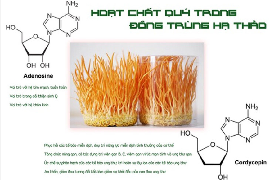 Tìm hiểu về những hoạt chất trong đông trùng hạ thảo Bhutan