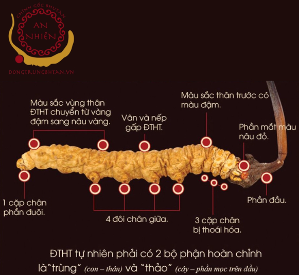 Gốm sứ gia dụng