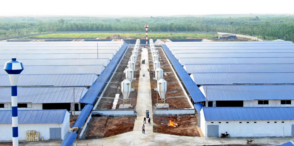 Hệ Thống Cho Lợn Ăn Tự Động: Công Nghệ Đột Phá Trong Chăn Nuôi Công Nghiệp