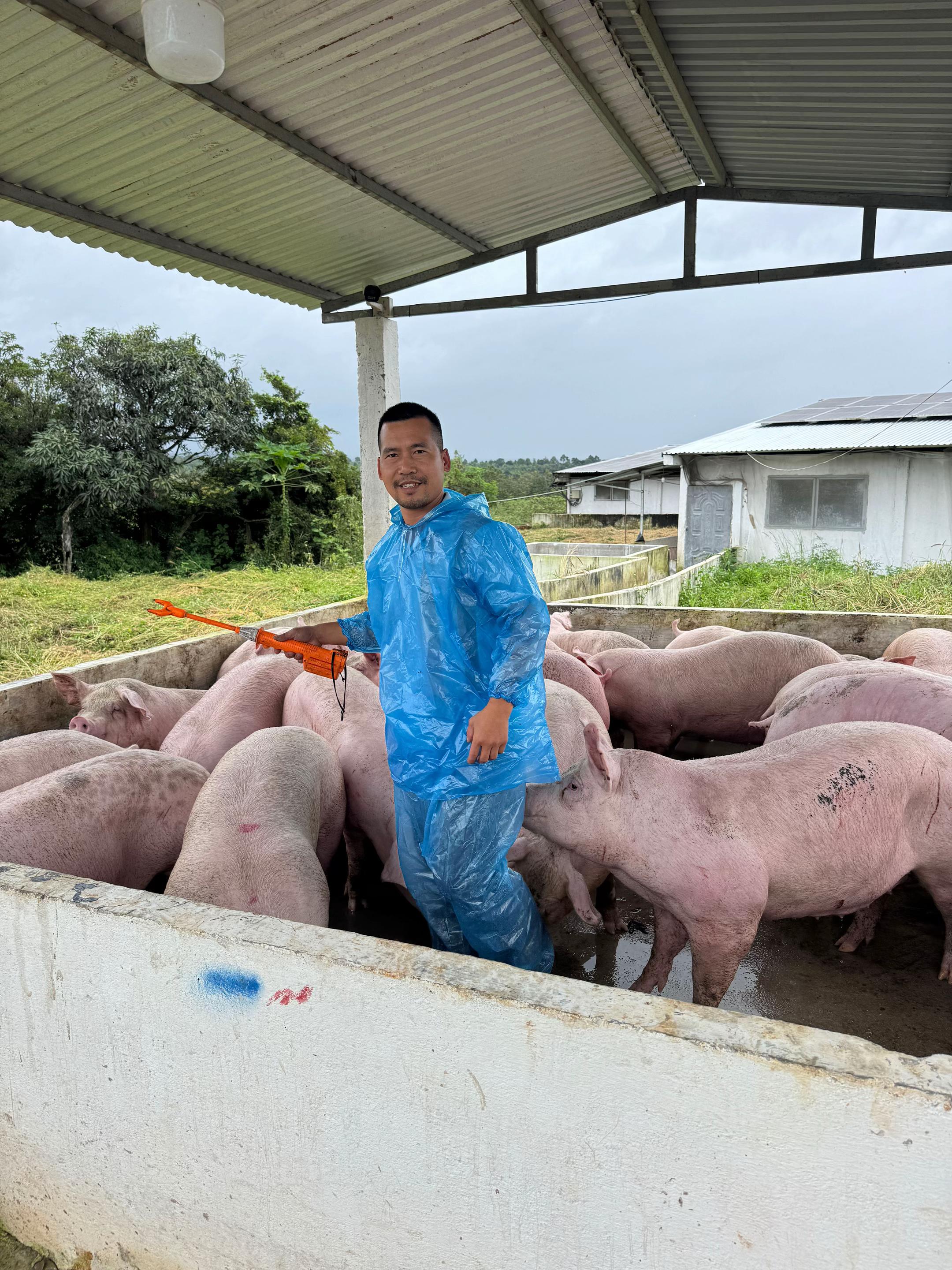 Heo Tụt Cân, Chết Sốc Khi Xuất Bán: Đừng Để Công Sức 4 Tháng "Đổ Sông Đổ Bể" Chỉ Vì Một Lỗi Sai