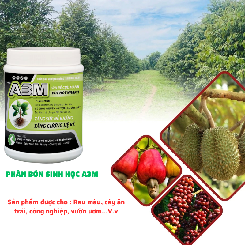 Phân Bón Kích Rễ Mạnh A3M Dương Ninh – Đẩy Đọt Nhanh - Cải Tạo Đất – Phục Hồi Cây Trồng A3M