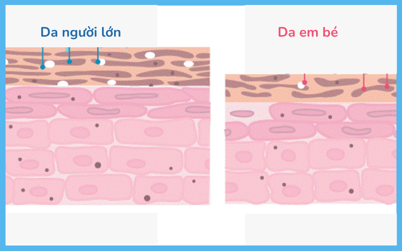 Da em bé và da người lớn dưới kính hiển vi. Tại sao mẹ nên lưu ý khi chọn sản phẩm cho con?