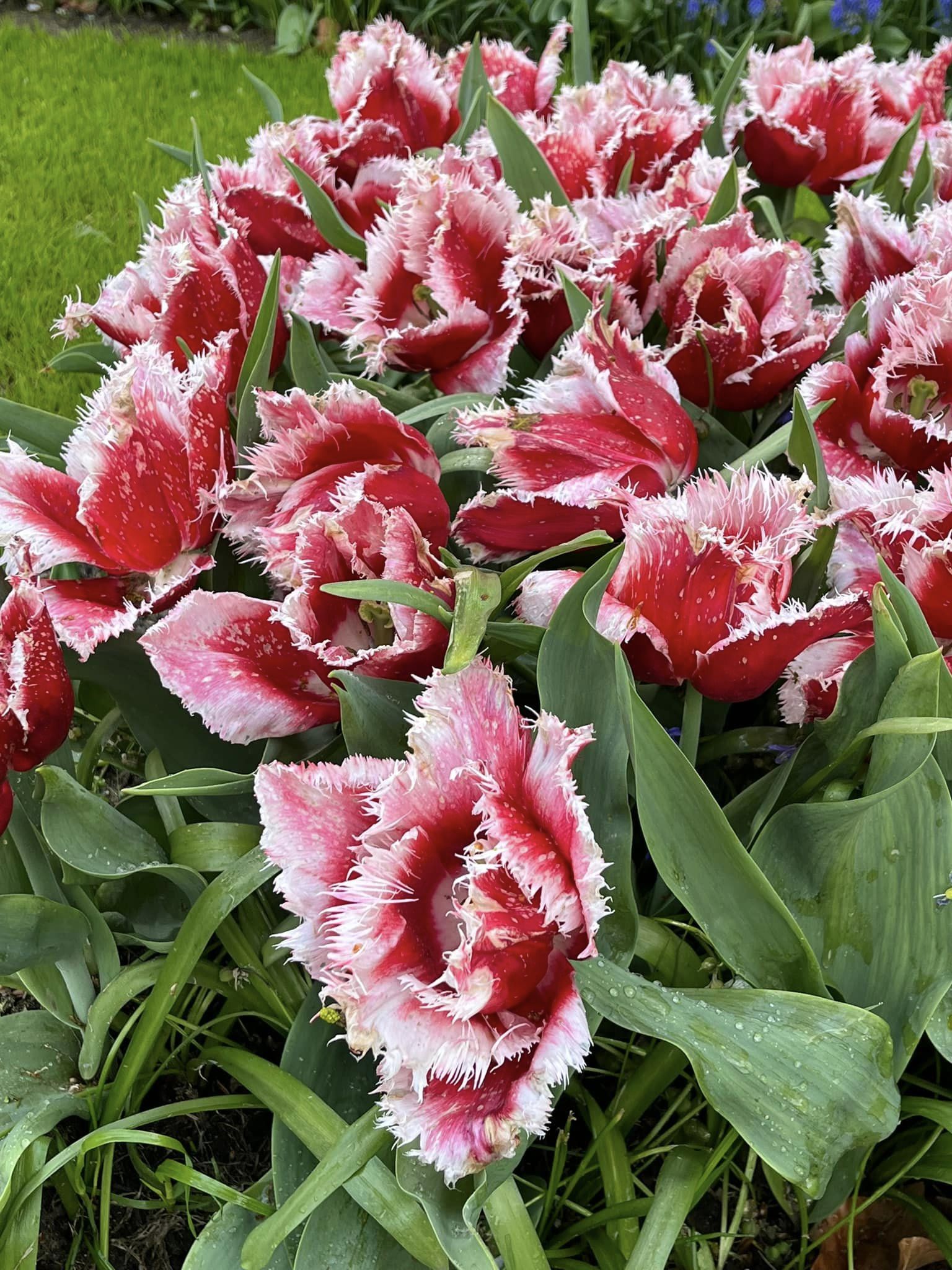 NƯỚC HOA VÀ XỨ HOA TULIP