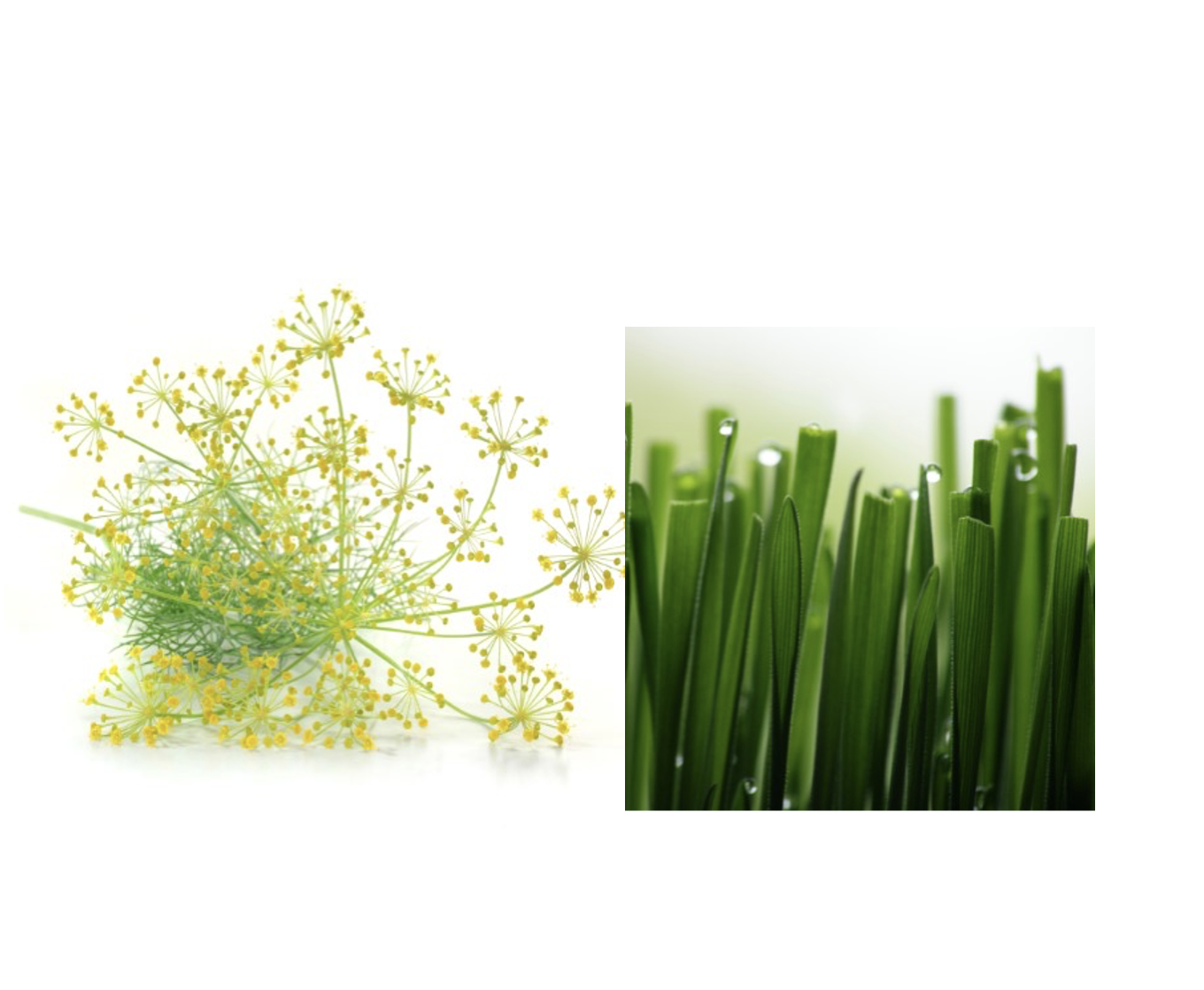 Hương cỏ cây.xanh mát