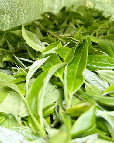 Hảo trà