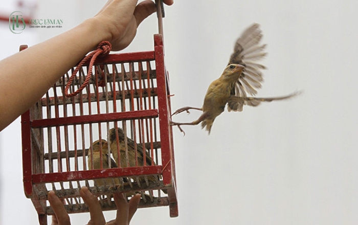 Văn khấn phóng sinh: Ý nghĩa, cách thực hiện chi tiết