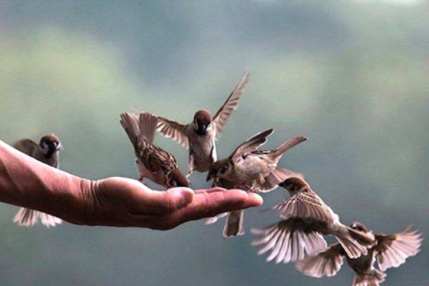 Phóng sinh là nghi thức đẹp trong lễ Vu Lan báo hiếu