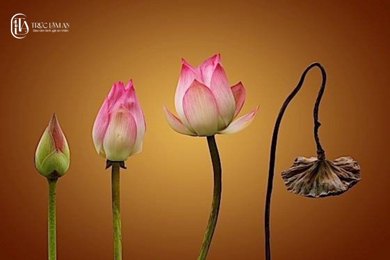  Vô thường là gì?