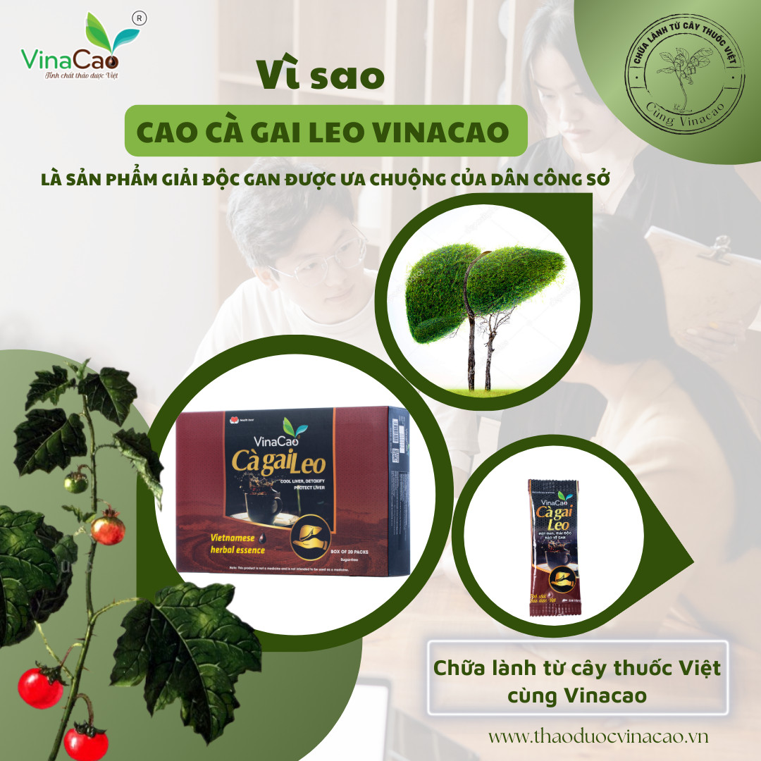 Vì sao Cà Gai Leo Vinacao là sản phẩm bổ gan được ưa chuộng của dân công sở?