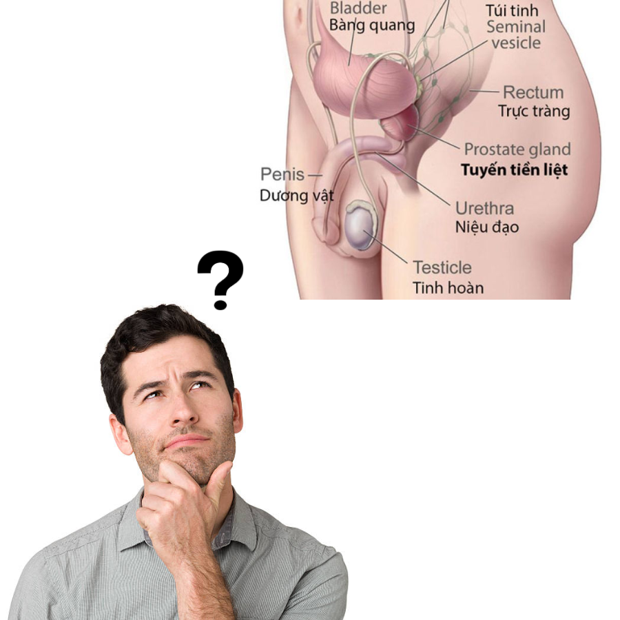 Tiền liệt tuyến là gì và cách chữa bệnh hiệu quả