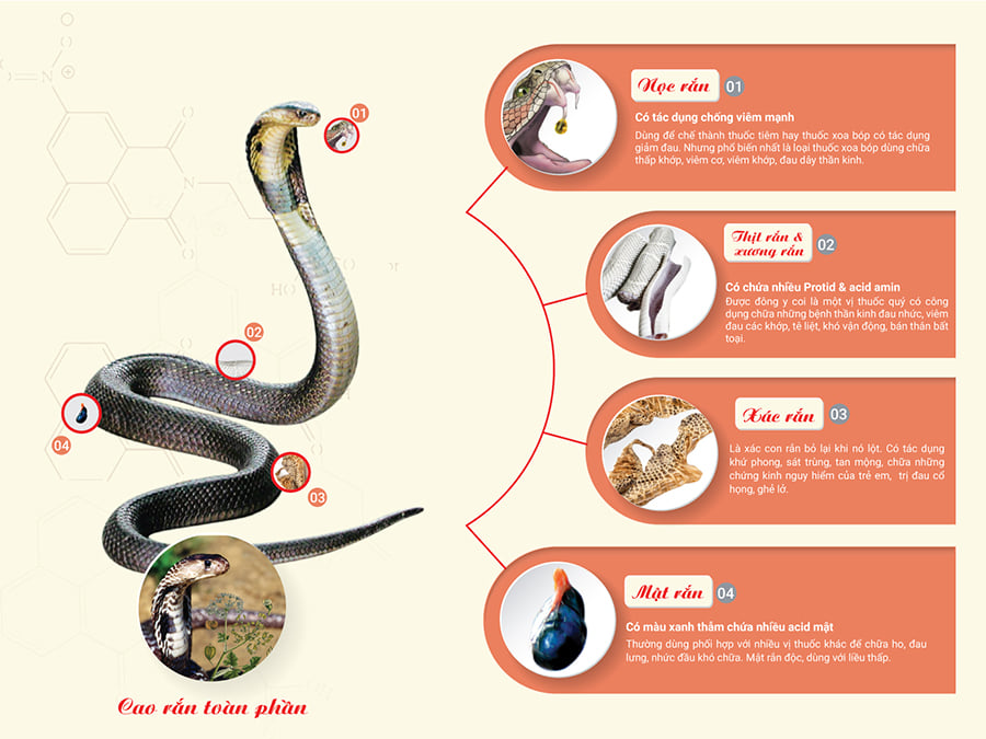 Ngỡ ngàng với lợi ích không ngờ của rắn hổ mang