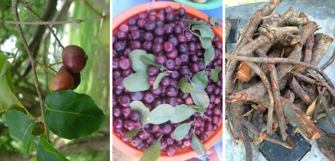 Bồ Quân – Khắc tinh của u xơ tuyến tiền liệt