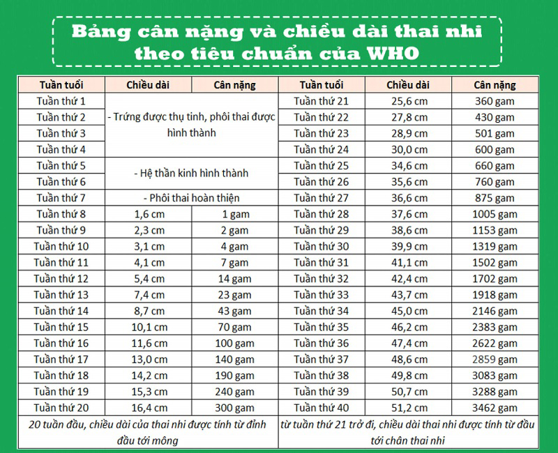 Cân nặng và chiều cao thai nhi theo tuần