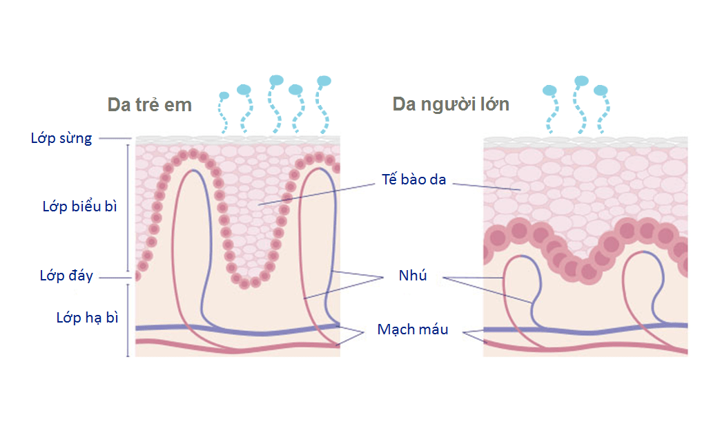 Cấu trúc làn da trẻ sơ sinh so với người lớn