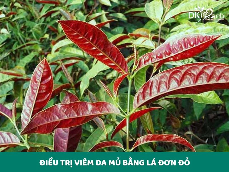 Điều trị viêm da mủ bằng lá đơn đỏ