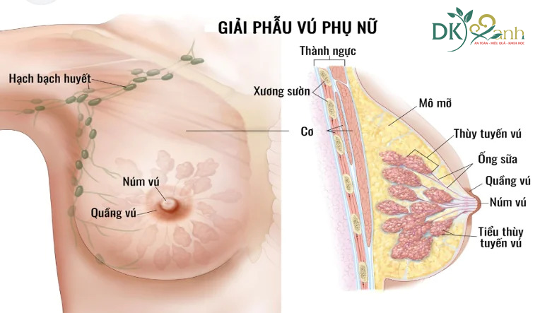 Giải phẫu tuyến vú 