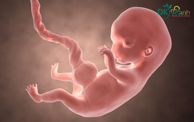 Sự phát triển của thai nhi trong 3 tháng đầu thai kì 
