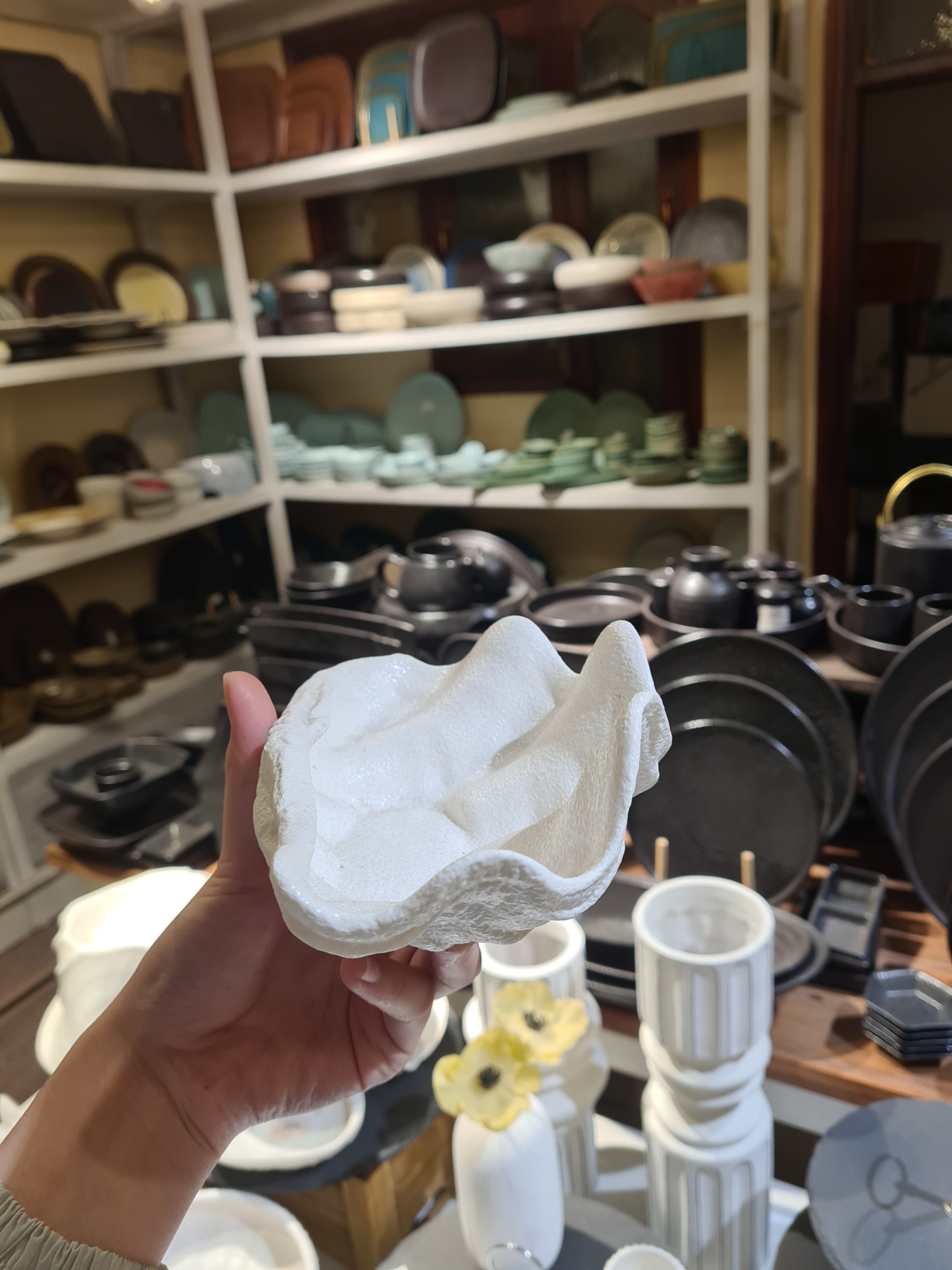 Sò tai tượng 18 cm Tuyết trắng
