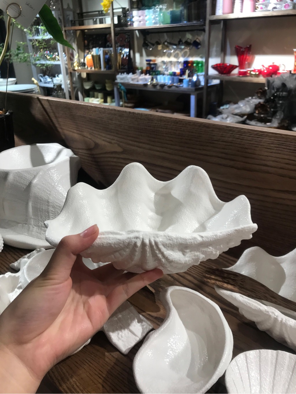 Sò tai tượng 21 cm Tuyết trắng