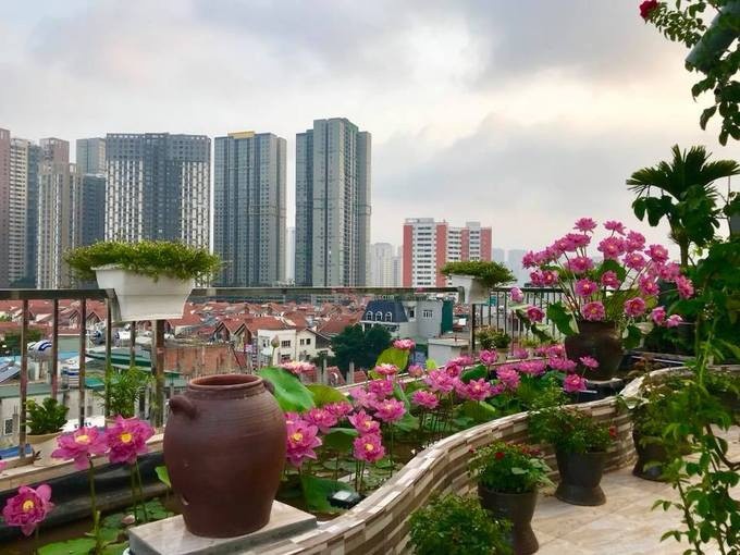 GIải pháp chống thấm cho vườn ban công, vườn sân thượng
