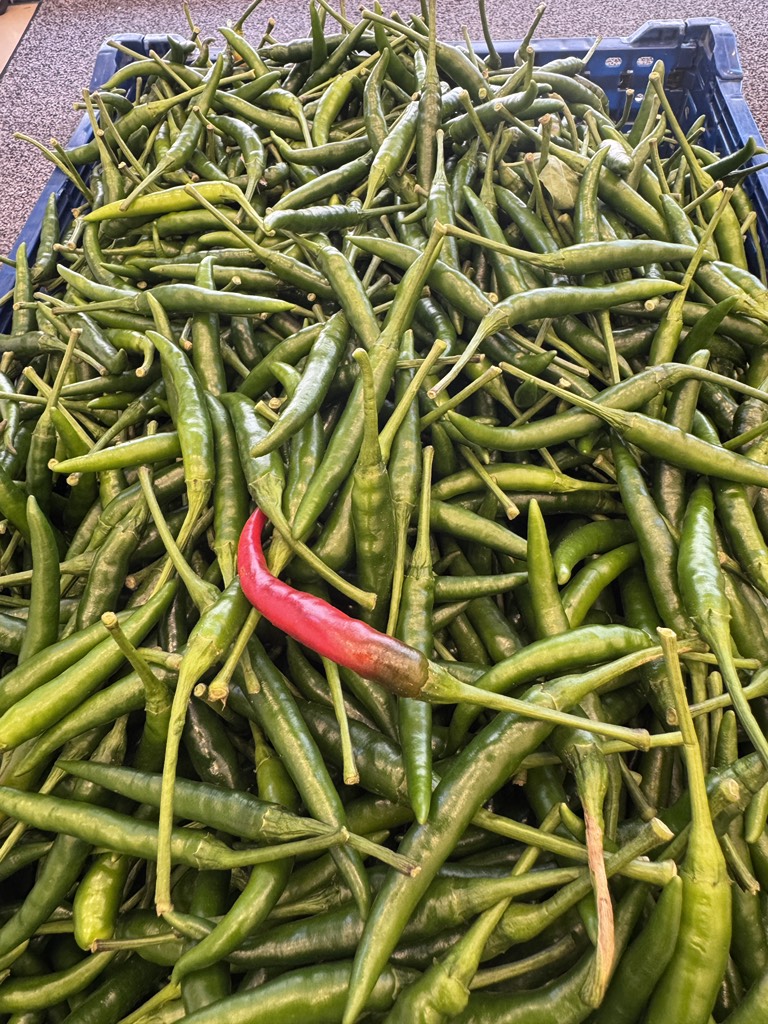 Ớt Tươi 青唐辛子