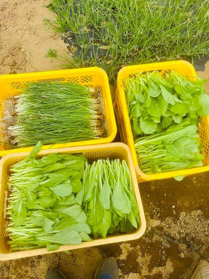 Cải cay
