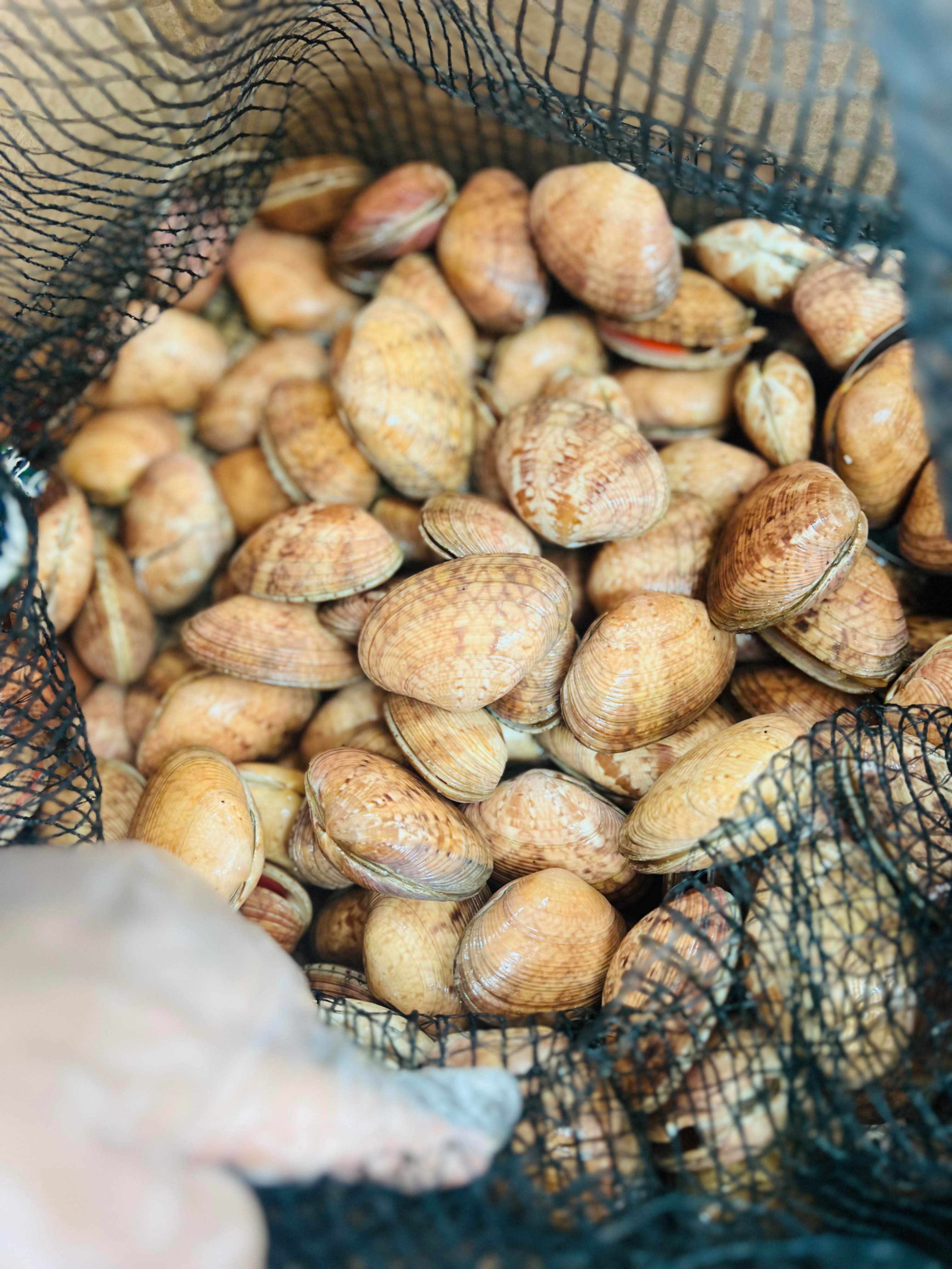 Sò lụa