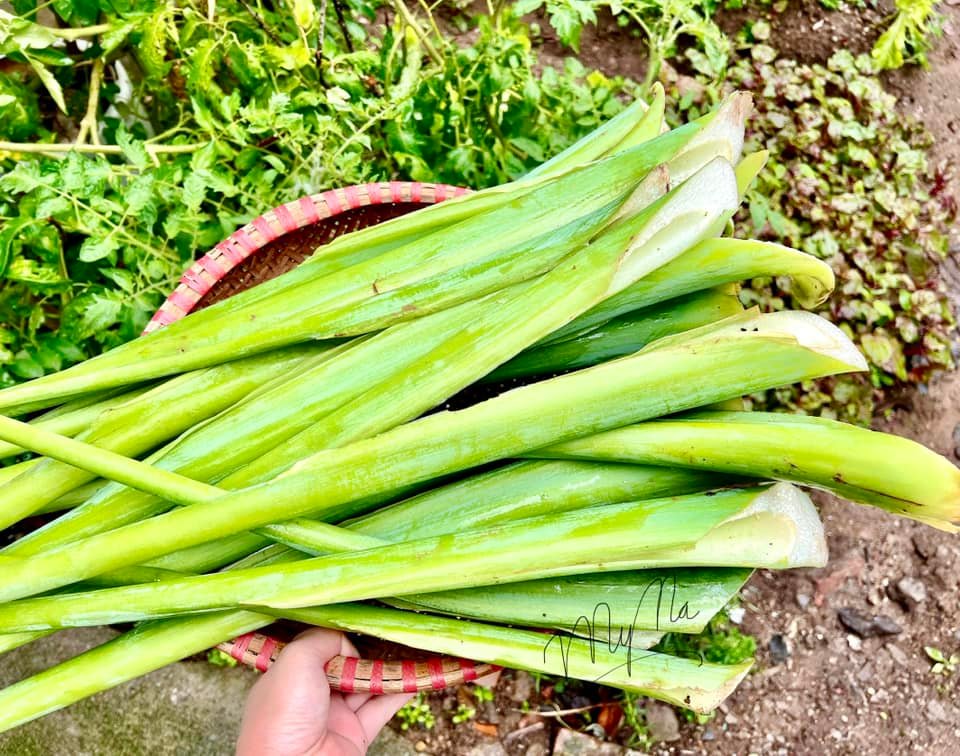 dọc mùng tươi  / kg