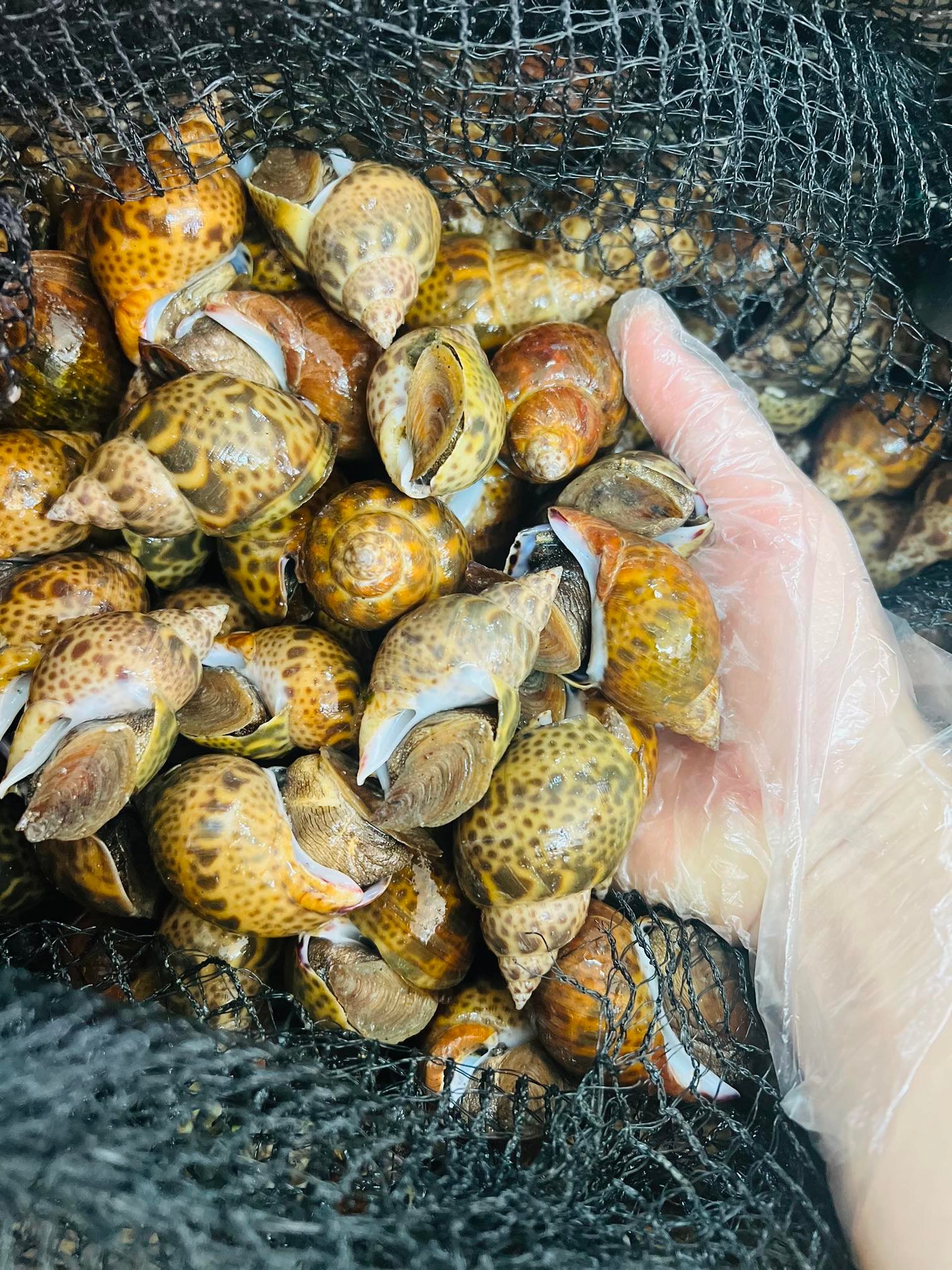 Ốc hương 2kg