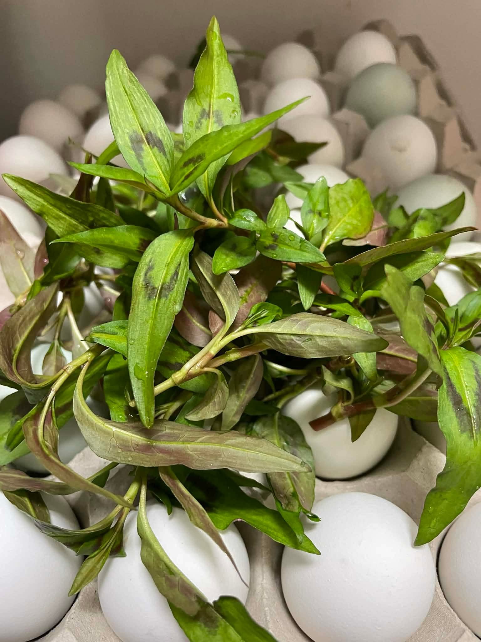 Trứng Vịt lộn