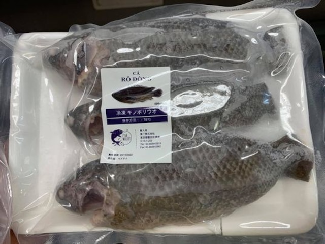 Cá rô đồng