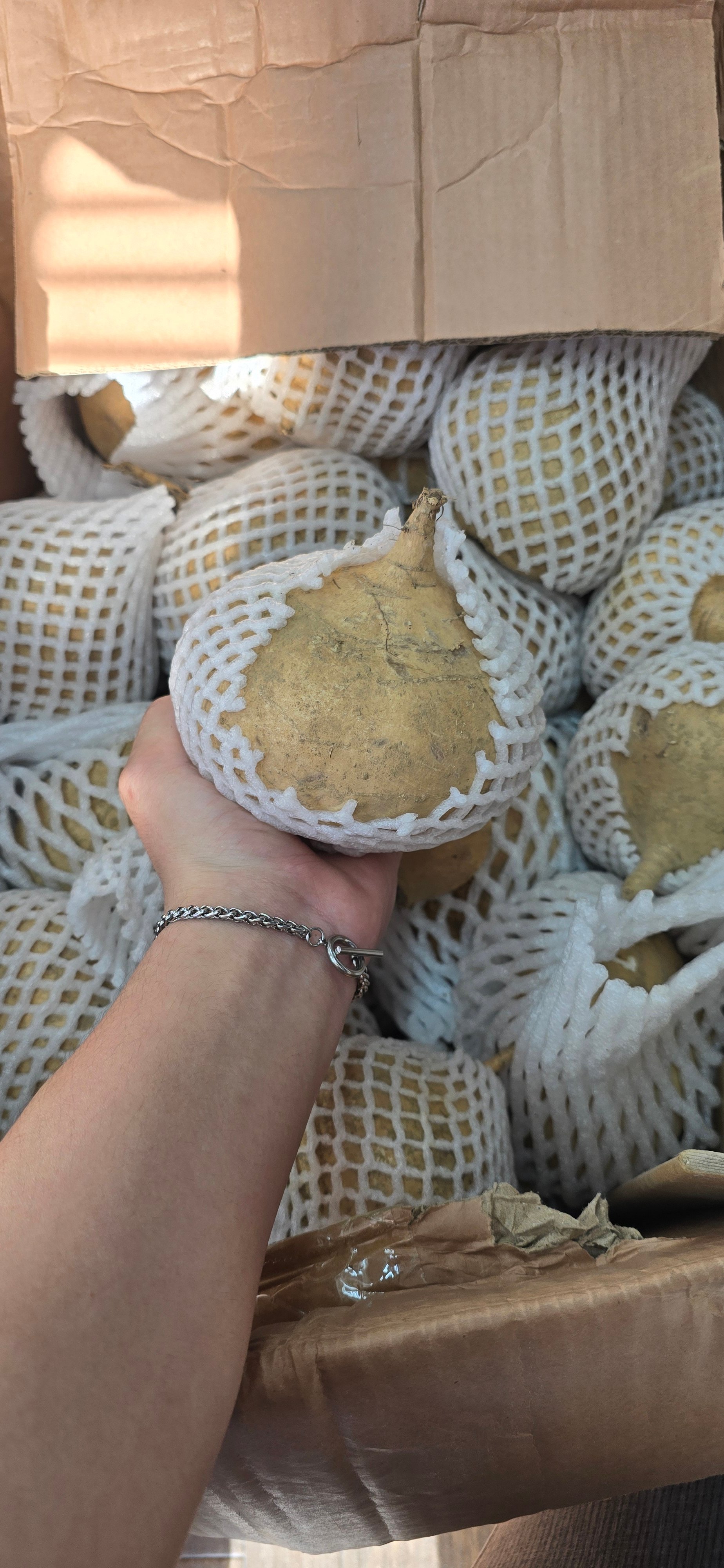 củ đậu