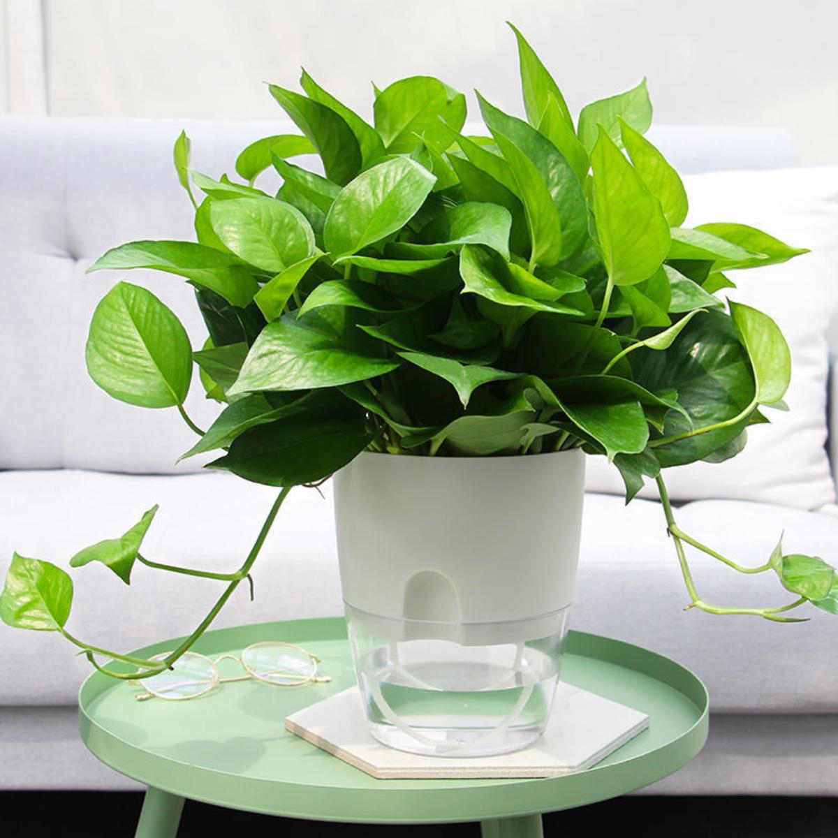Chậu Cây Tự Tưới Để Bàn Có Khay Chứa Nước