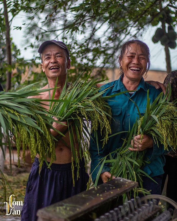 ✨Những ngày đầu vào mùa - Cùng thu hoạch lúa chín cùng Cốm Vân ✨