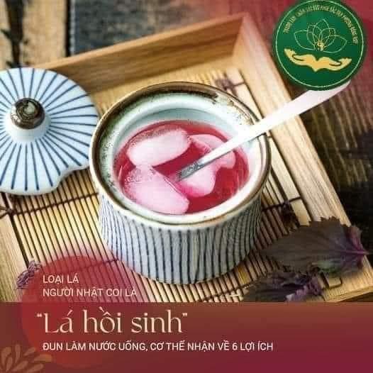 LỢI ÍCH CỦA LÁ TÍA TÔ