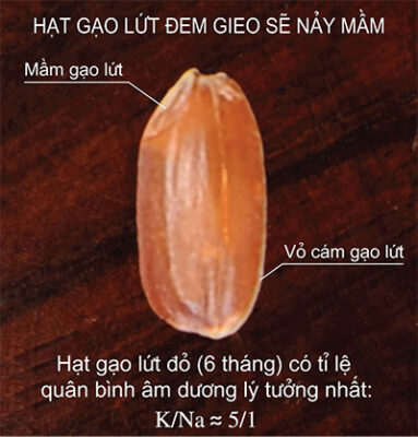 Khám phá mới về Gạo Lứt