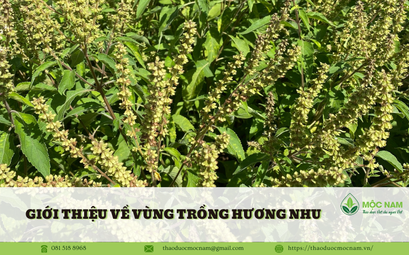 Vùng trồng Hương nhu tại Đắc Lăk