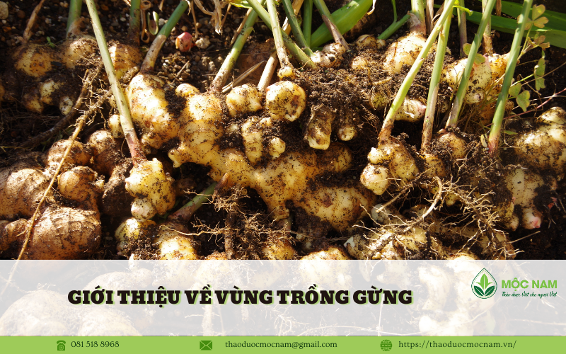 Vùng Trồng gừng tại Nghệ An