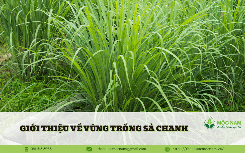 Vùng trồng Sả chanh tại Tây Nguyên