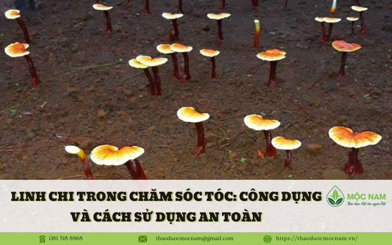Linh Chi trong Chăm Sóc Tóc: Công Dụng và Cách Sử Dụng An Toàn